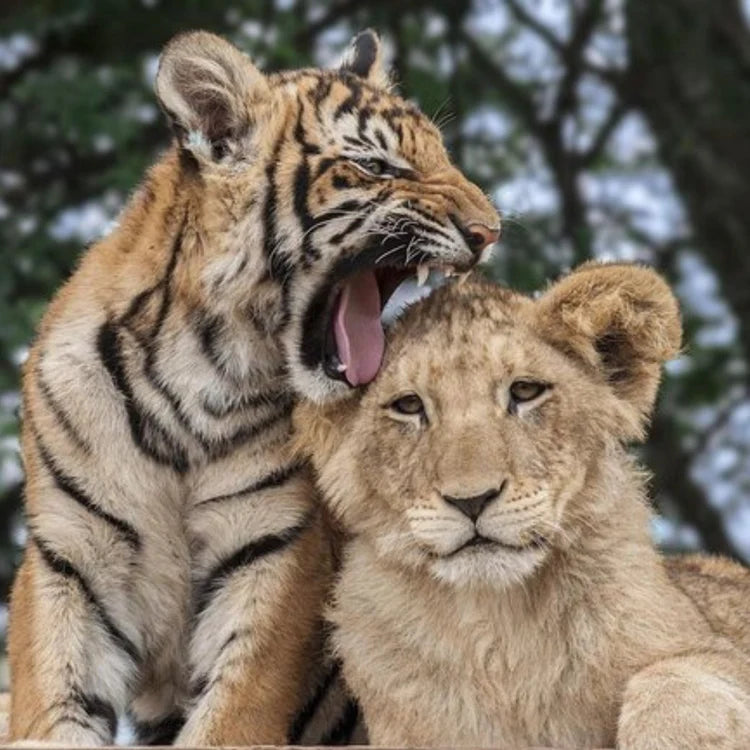 Odysway & DELSEY PARIS : 5 séjours inoubliables animaliers